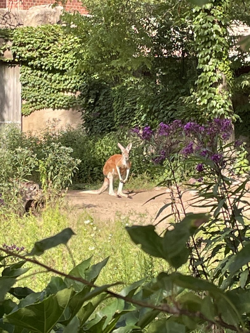 8/14/2021 - G’Day Mate!