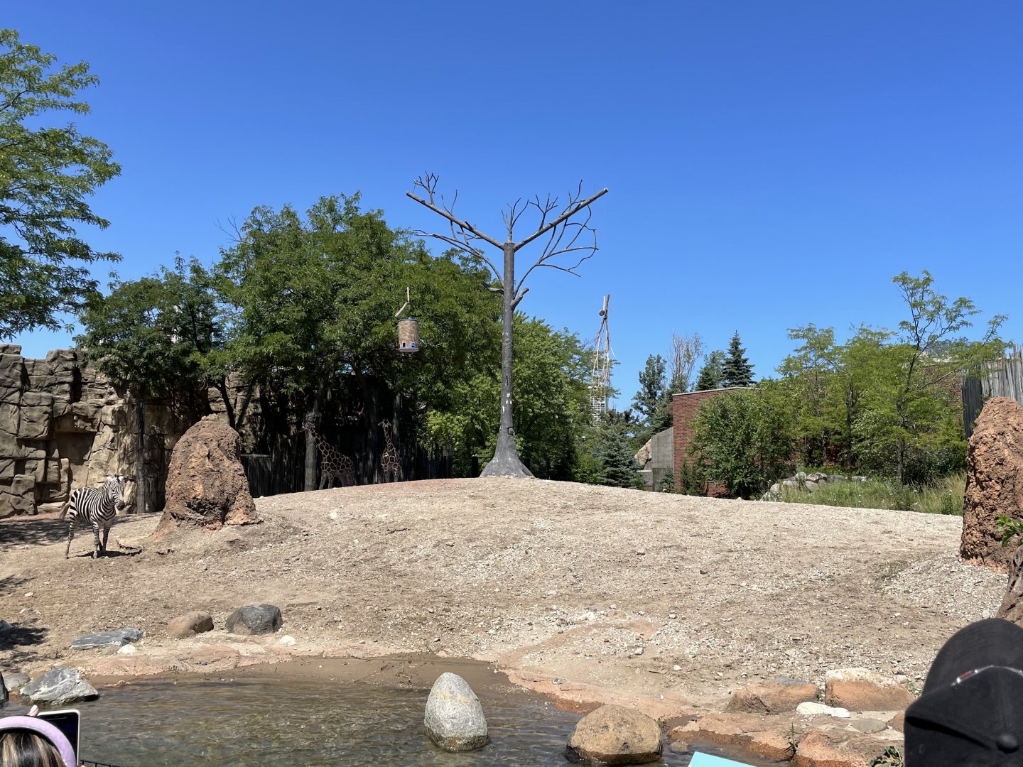 8/14/2021 - Giraffe & Plains Zebra Exhibit