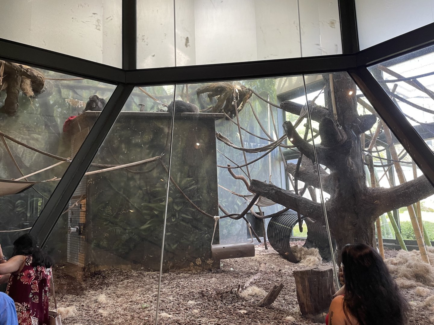 8/14/2021 - Indoor Chimpanzee Exhibit