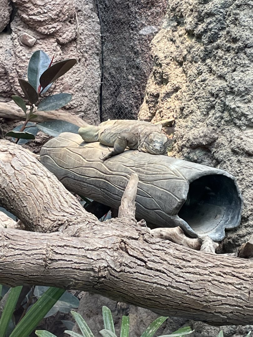 8/14/2021 - Jamaican Iguana