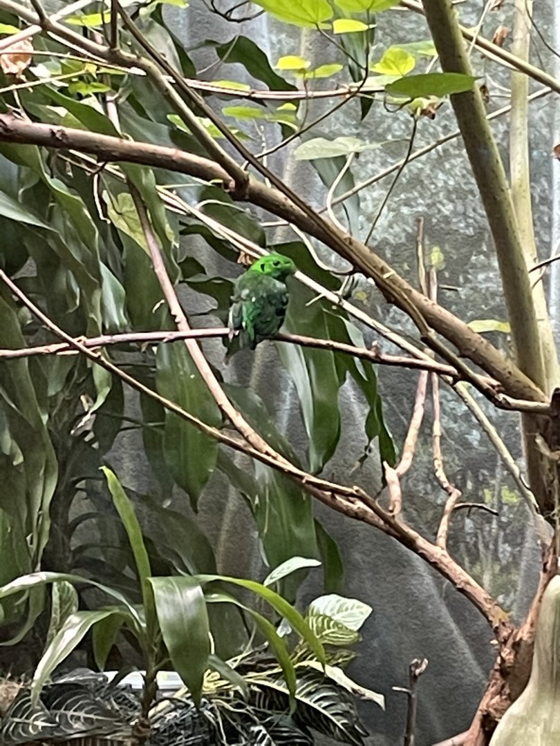 8/14/2021 - Lesser Green Broadbill