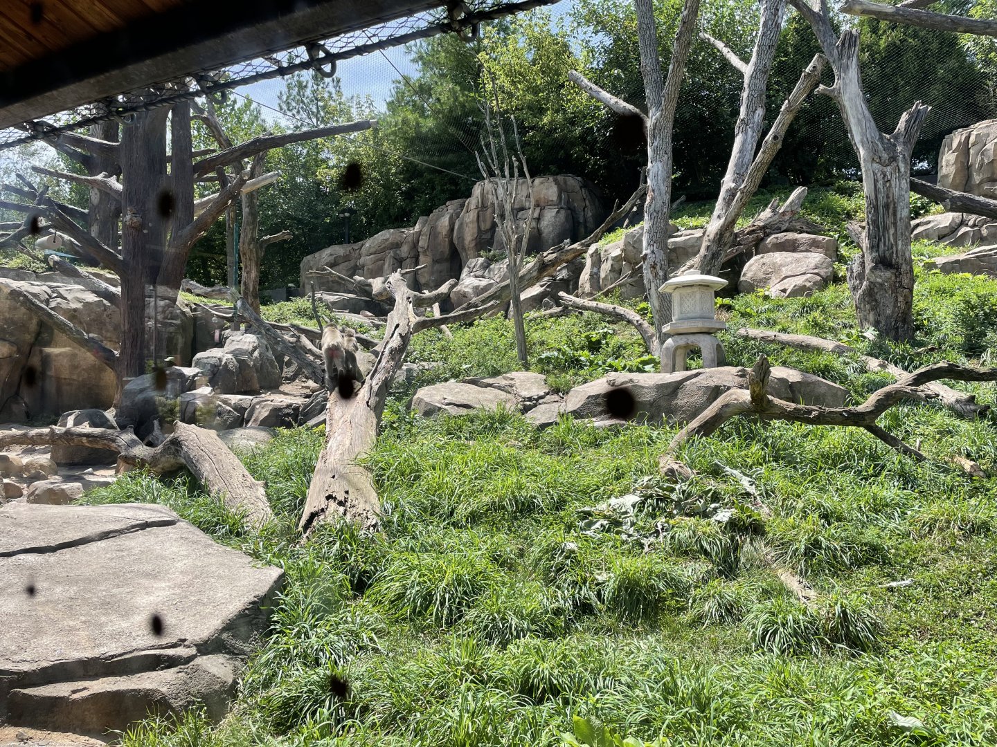 8/14/2021 - Macaque Forest