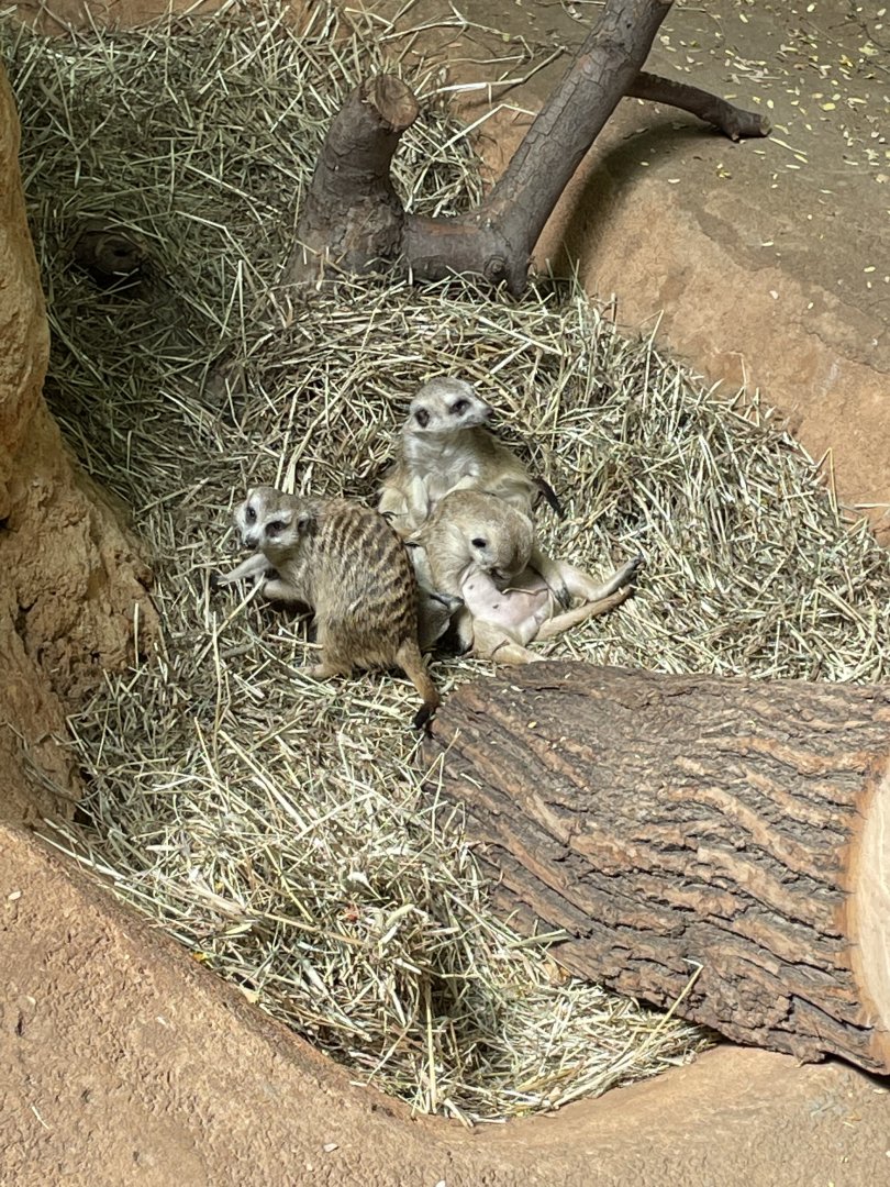 8/14/2021 - Meerkat Pile Up