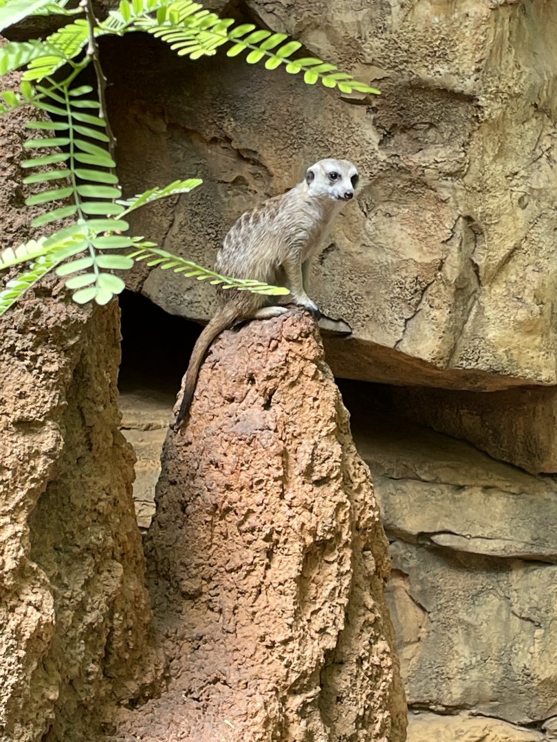 8/14/2021 - Meerkat