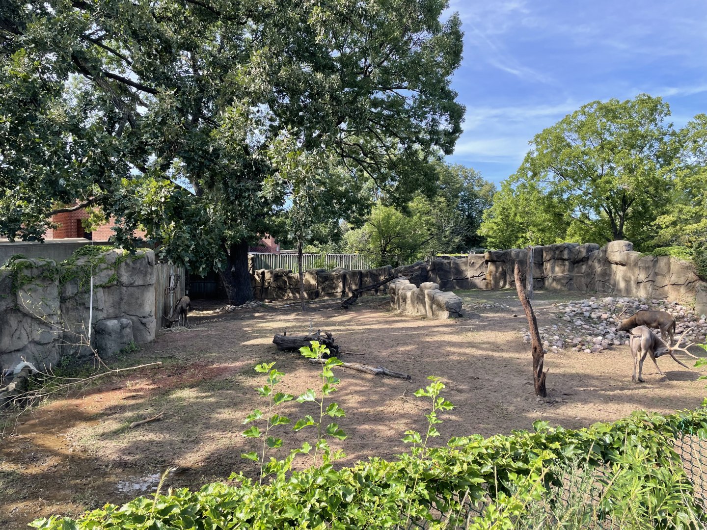 8/14/2021 - Pere David’s Deer Exhibit