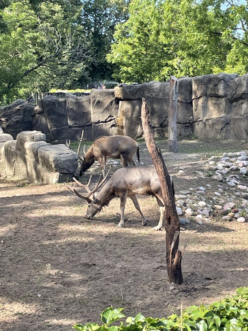 8/14/2021 - Pete David’s Deer