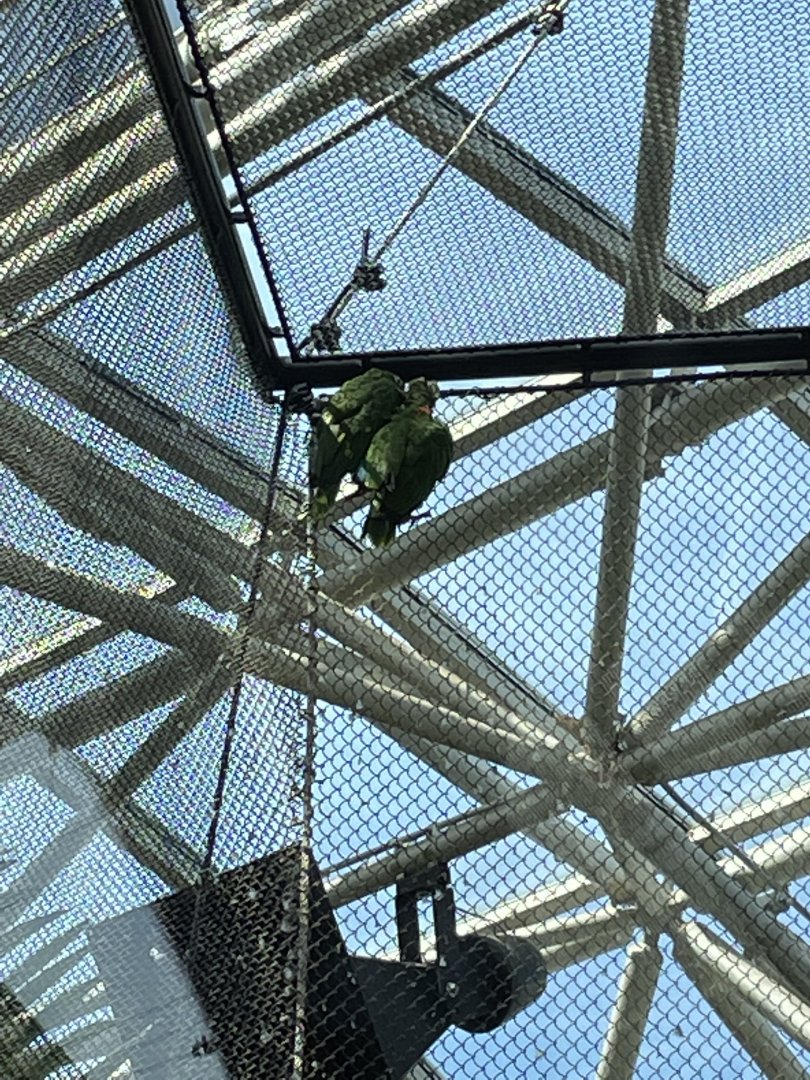 8/14/2021 - Puerto Rican Parrots