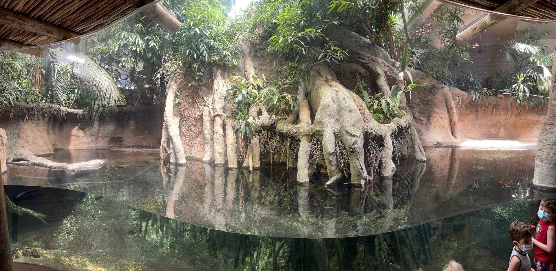 8/14/2021 - Pygmy Hippo Habitat