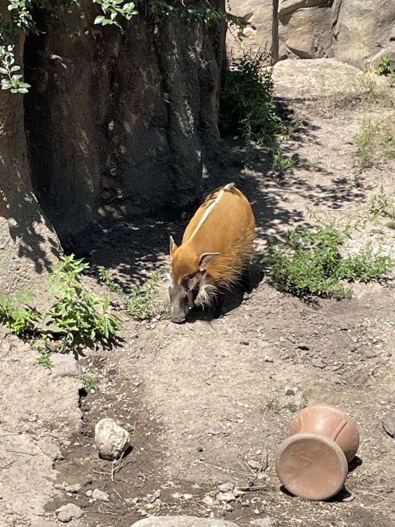 8/14/2021 - Red River Hog