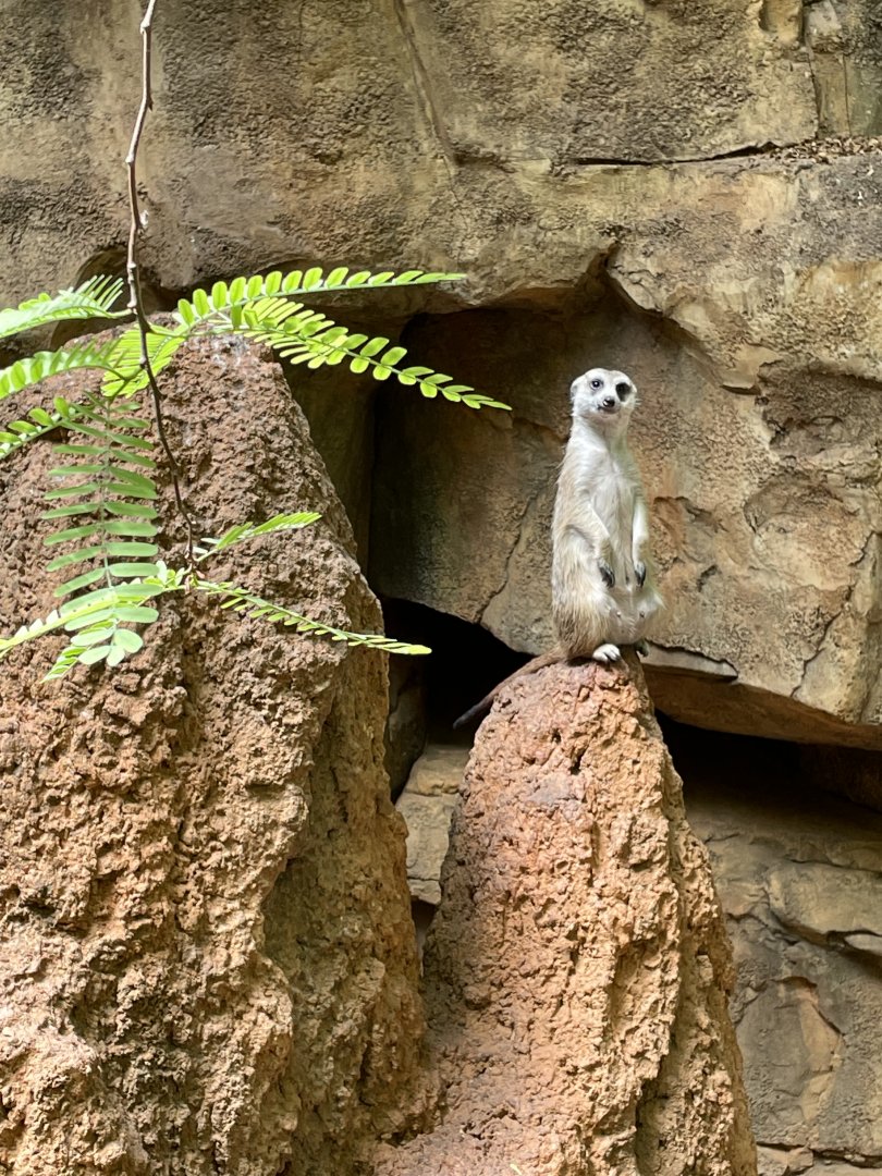 8/14/2021 - Sentry Duty