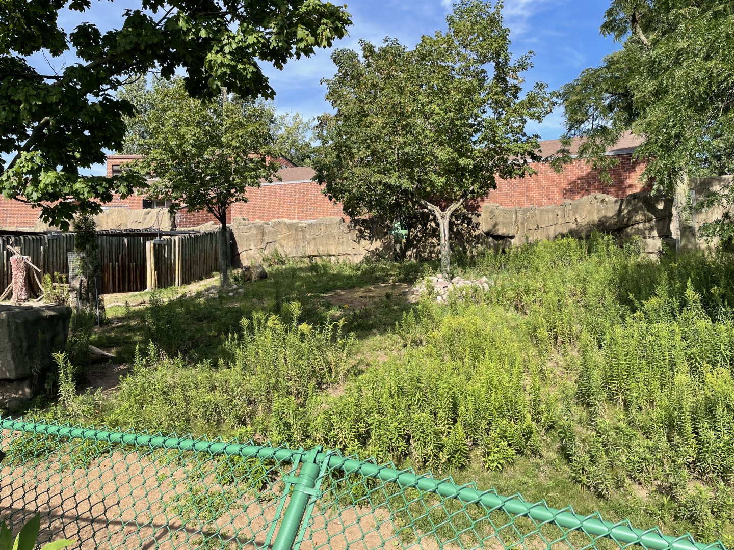 8/14/2021 - Sichuan Takin Exhibit