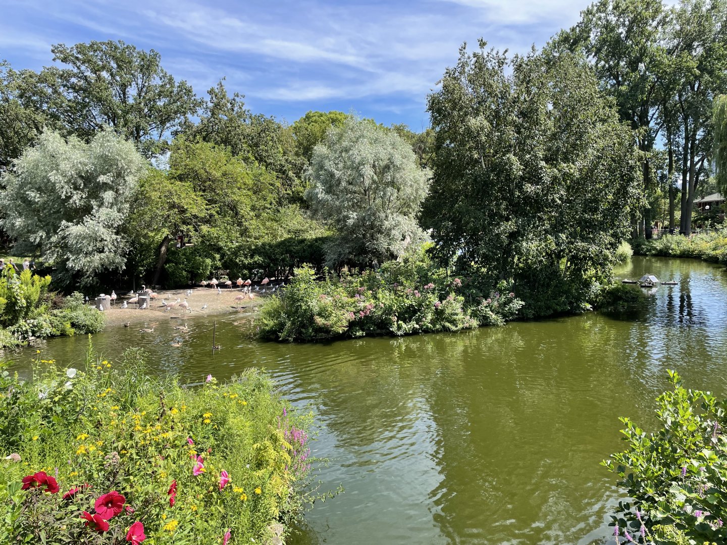 8/14/2021 - Swan Pond