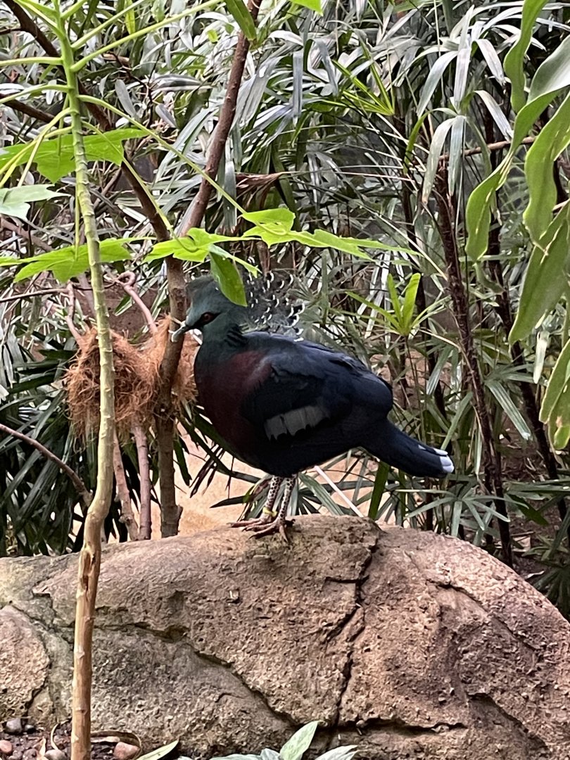 8/14/2021 - Victoria Crowned Pigeon