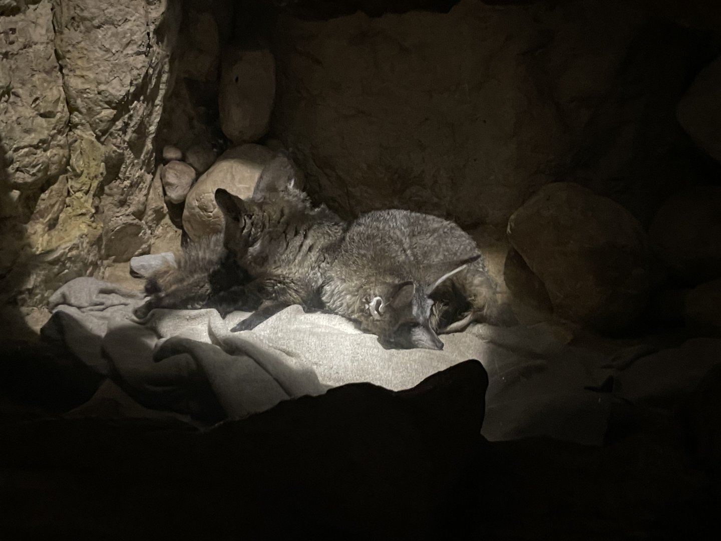 8/14/2024 - Bat-Eared Foxes