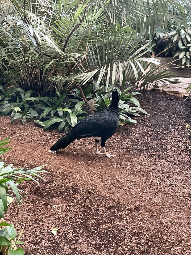 8/14/2024 - Blue-Billed Curassow