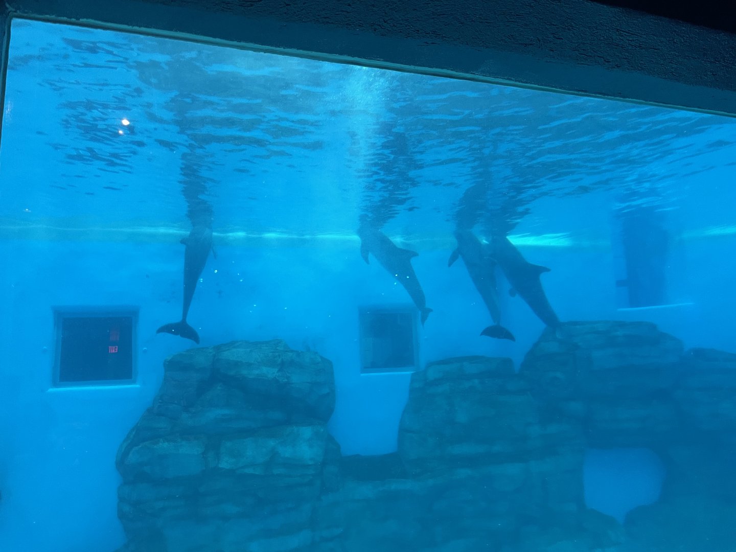 8/14/2024 - Bottlenose Dolphins