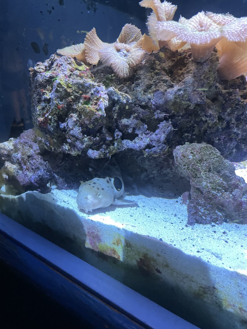 8/14/2024 - Epaulette Shark Pup