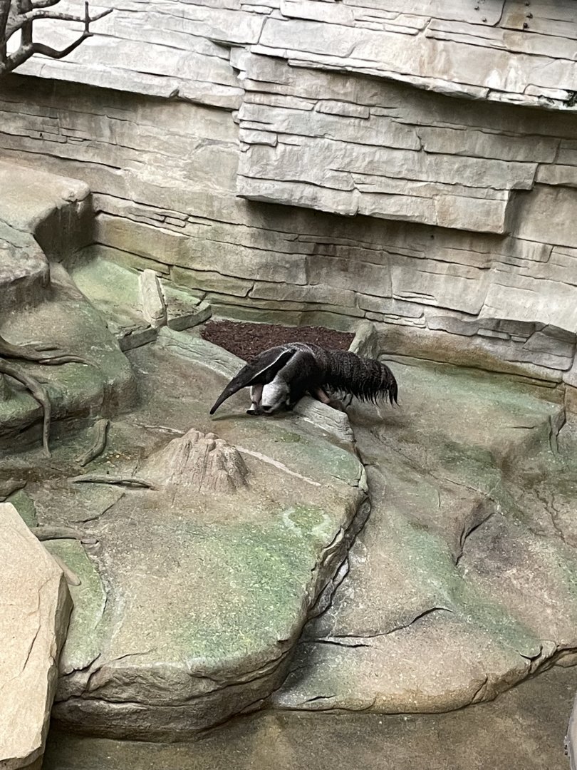 8/14/2024 - Giant Anteater