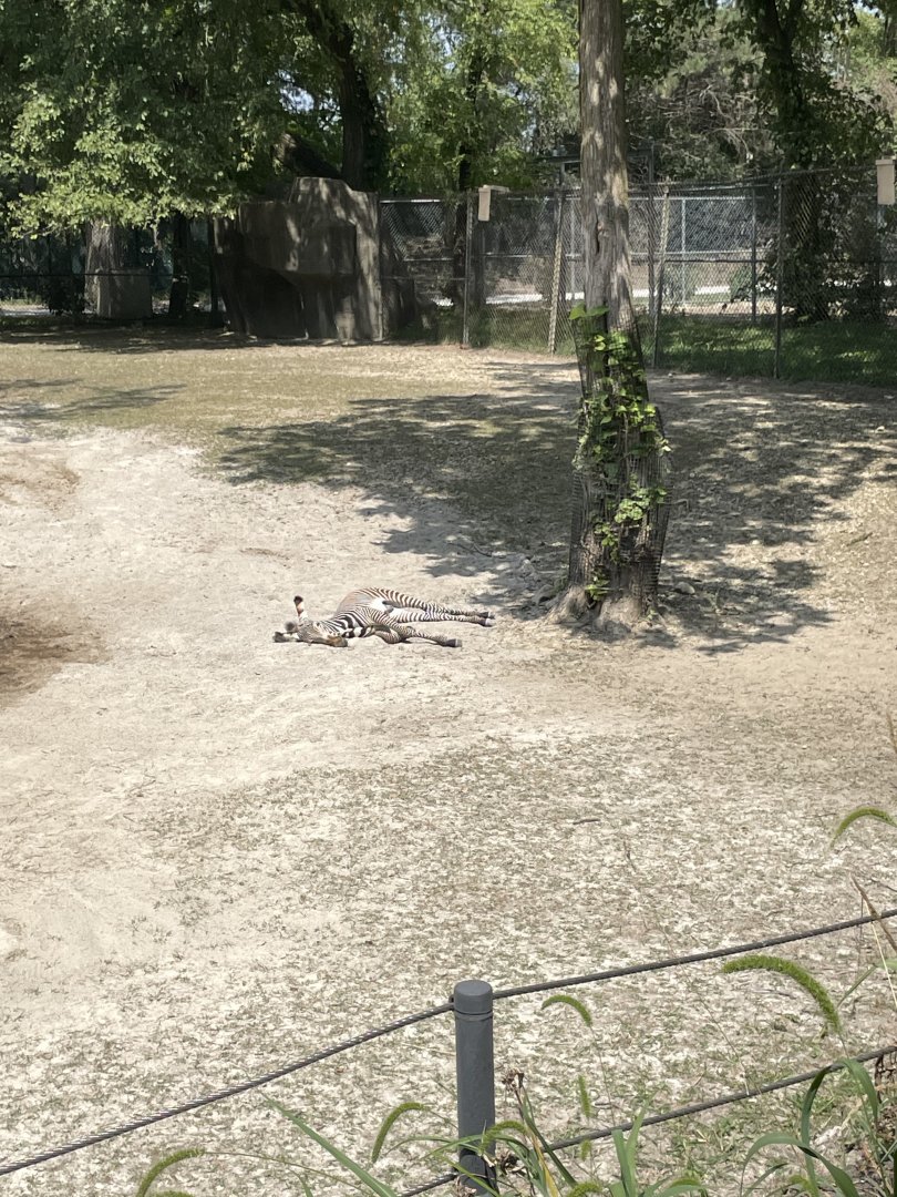 8/14/2024 - Grevy's Zebra Foal