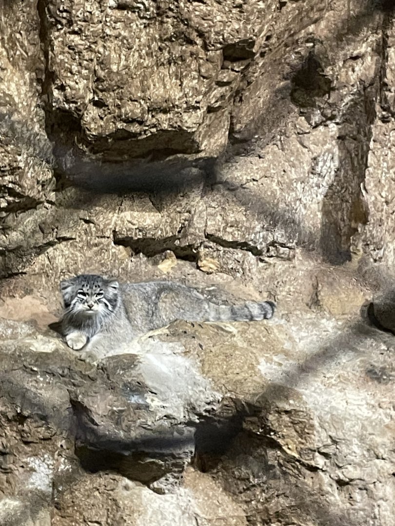 8/14/2024 - Pallas' Cat