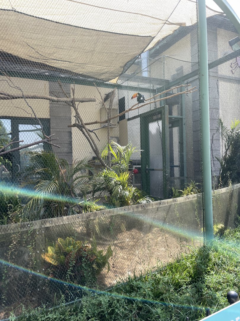 8/14/2024 - Toco Toucan + Red-Legged Seriema