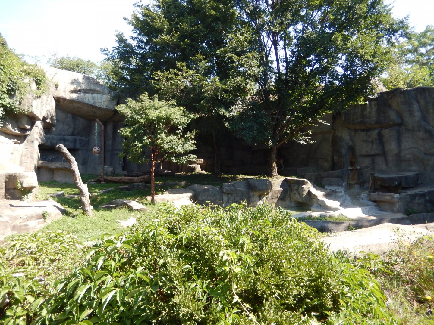 8/16/2025 - Amur Tiger Grotto