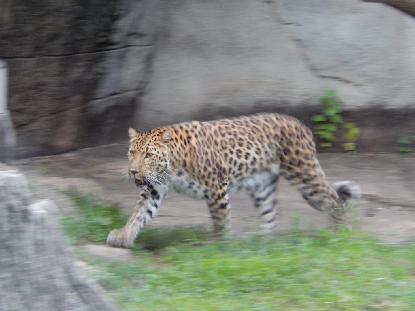8/16/2025 - An "A Blur" Leopard