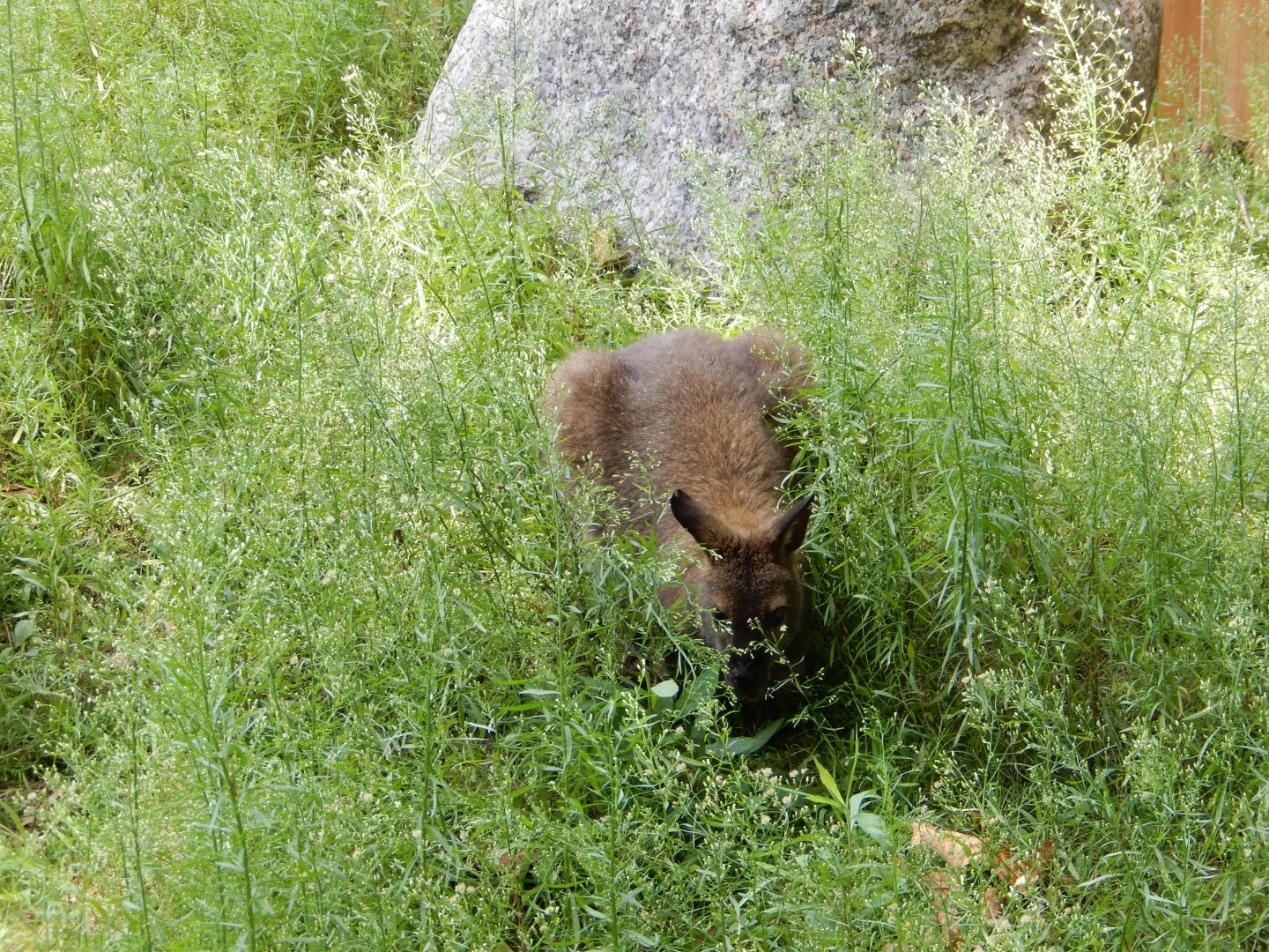8/16/2025 - Bennett's Wallaby