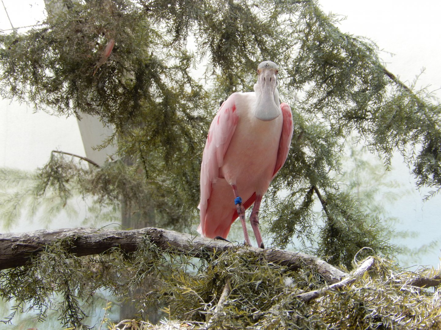 8/16/2025 - Best Attempt at a Shoebill Stare