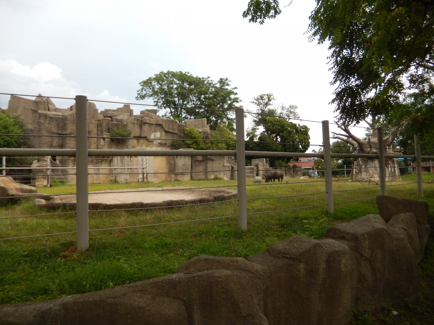8/16/2025 - Black Rhino Habitat