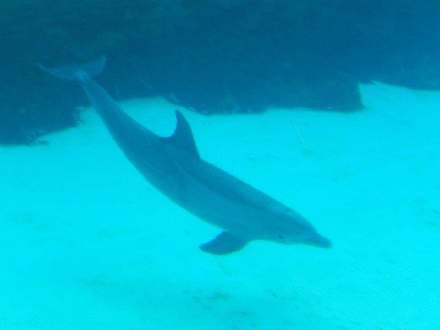 8/16/2025 - Bottlenose Dolphin