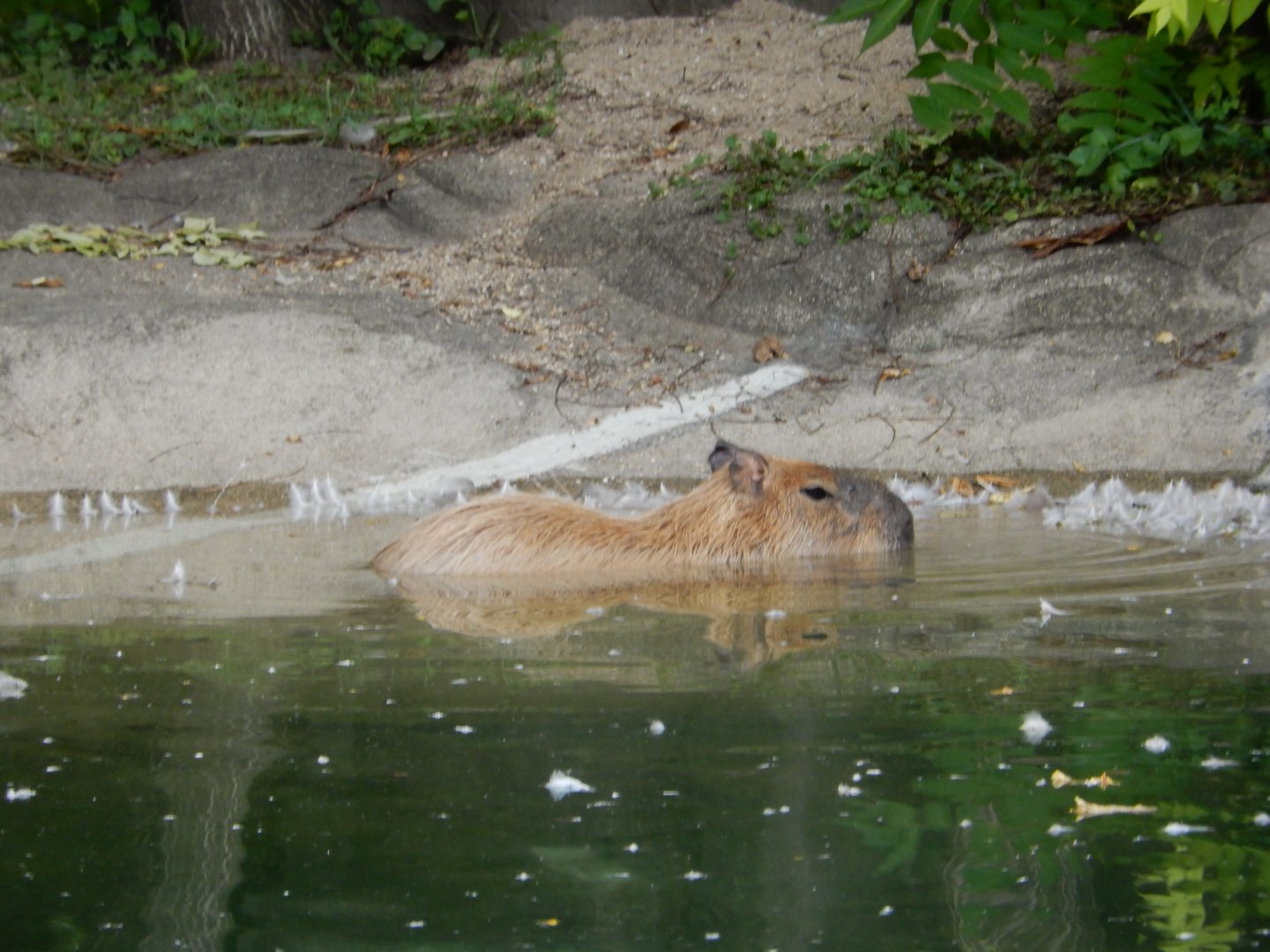 8/16/2025 - Capybara