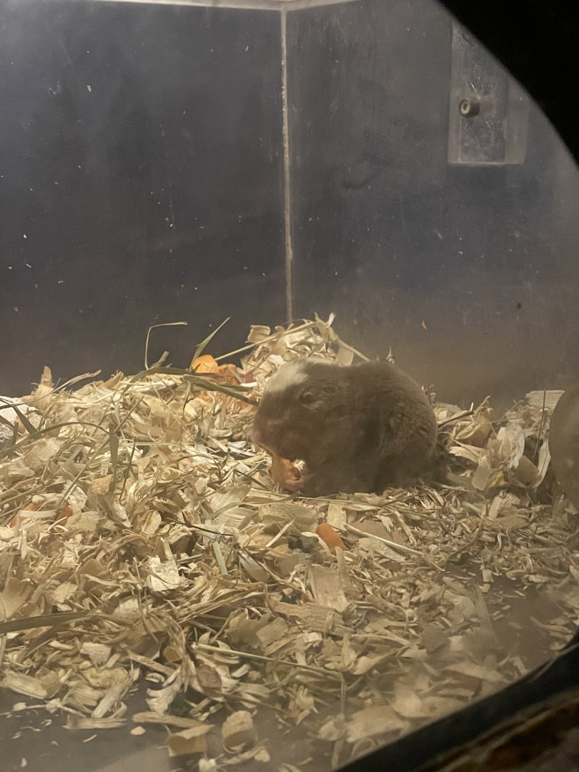 8/16/2025 - Damaraland Mole Rat