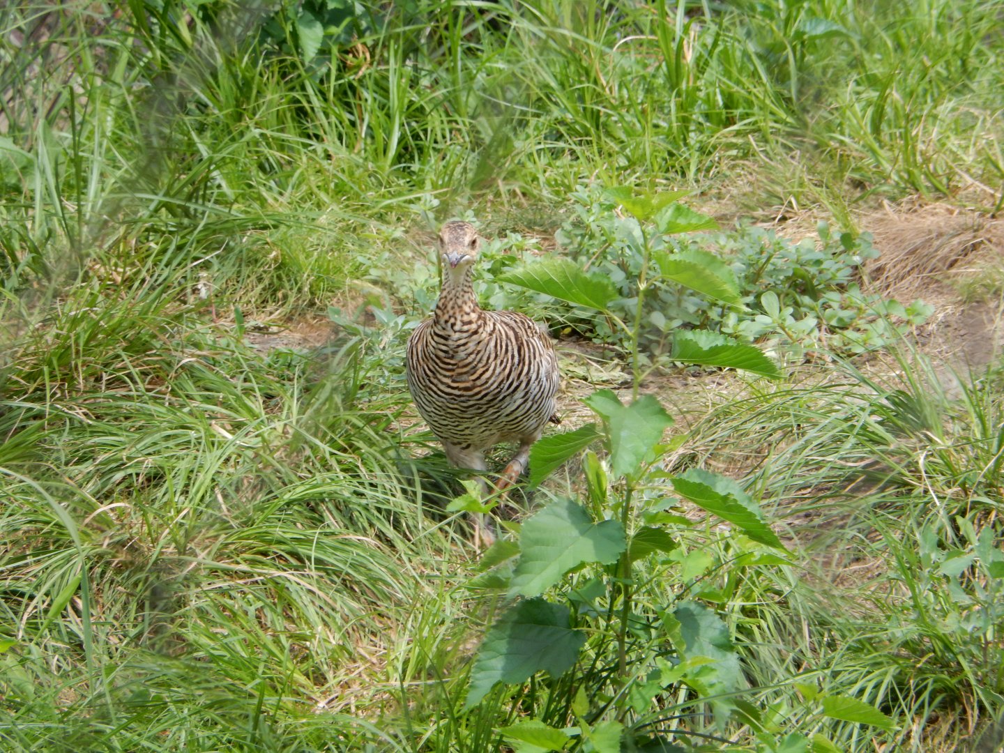 8/16/2025 - Female Greater Prairie Chicken