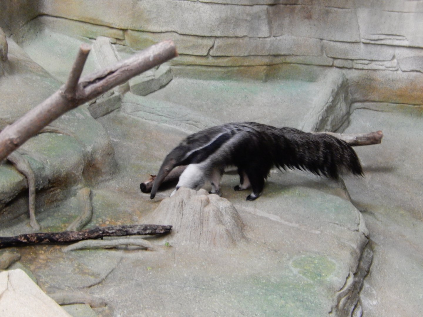 8/16/2025 - Giant Anteater