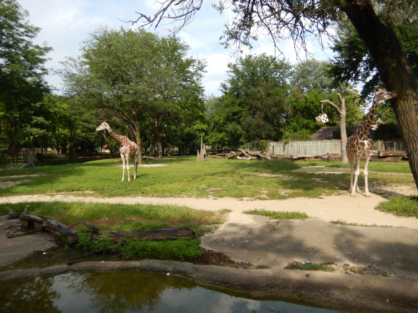 8/16/2025 - Giraffe Habitat