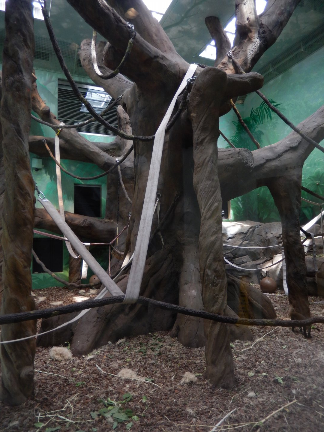 8/16/2025 - Gorilla Conservation Center