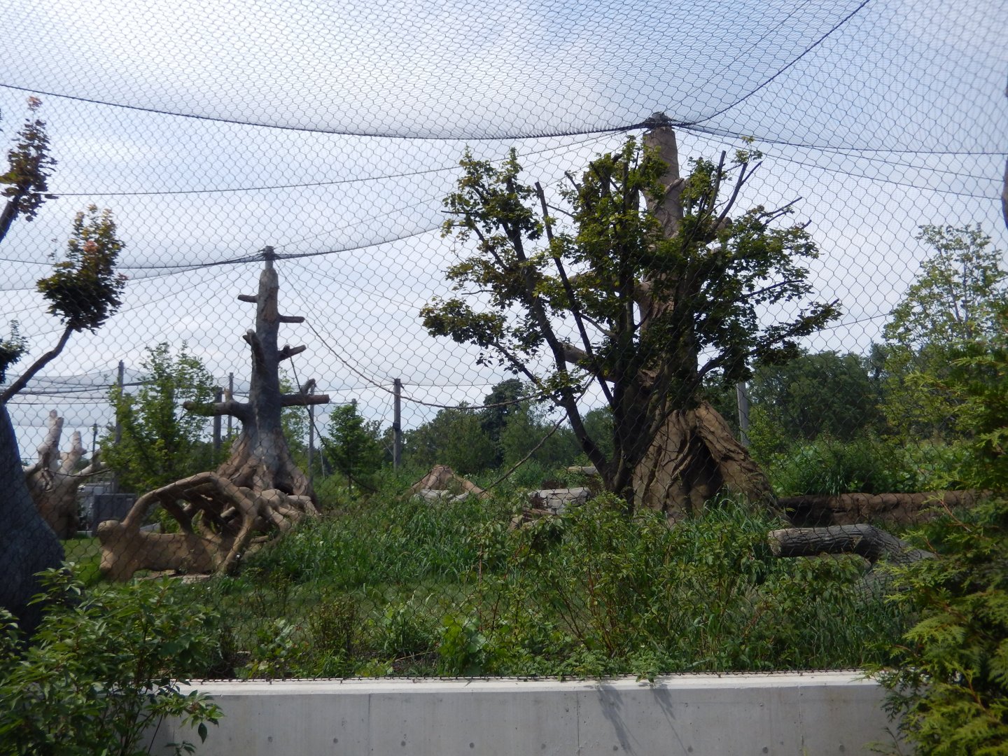 8/16/2025 - Gorilla Habitat #1