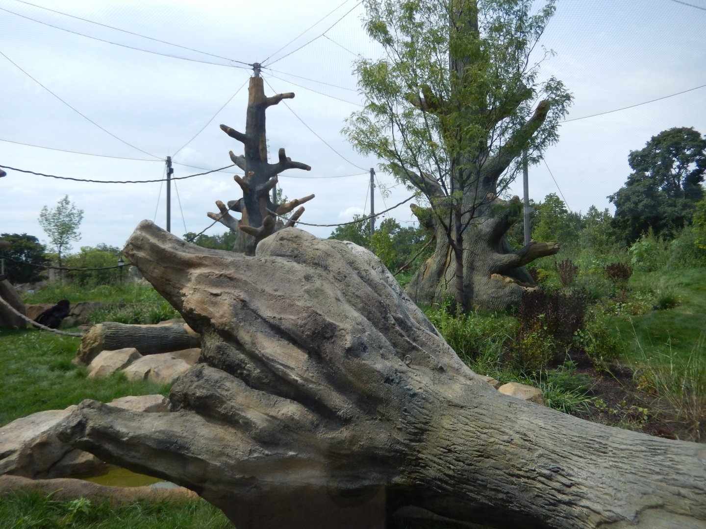 8/16/2025 - Gorilla Habitat #2