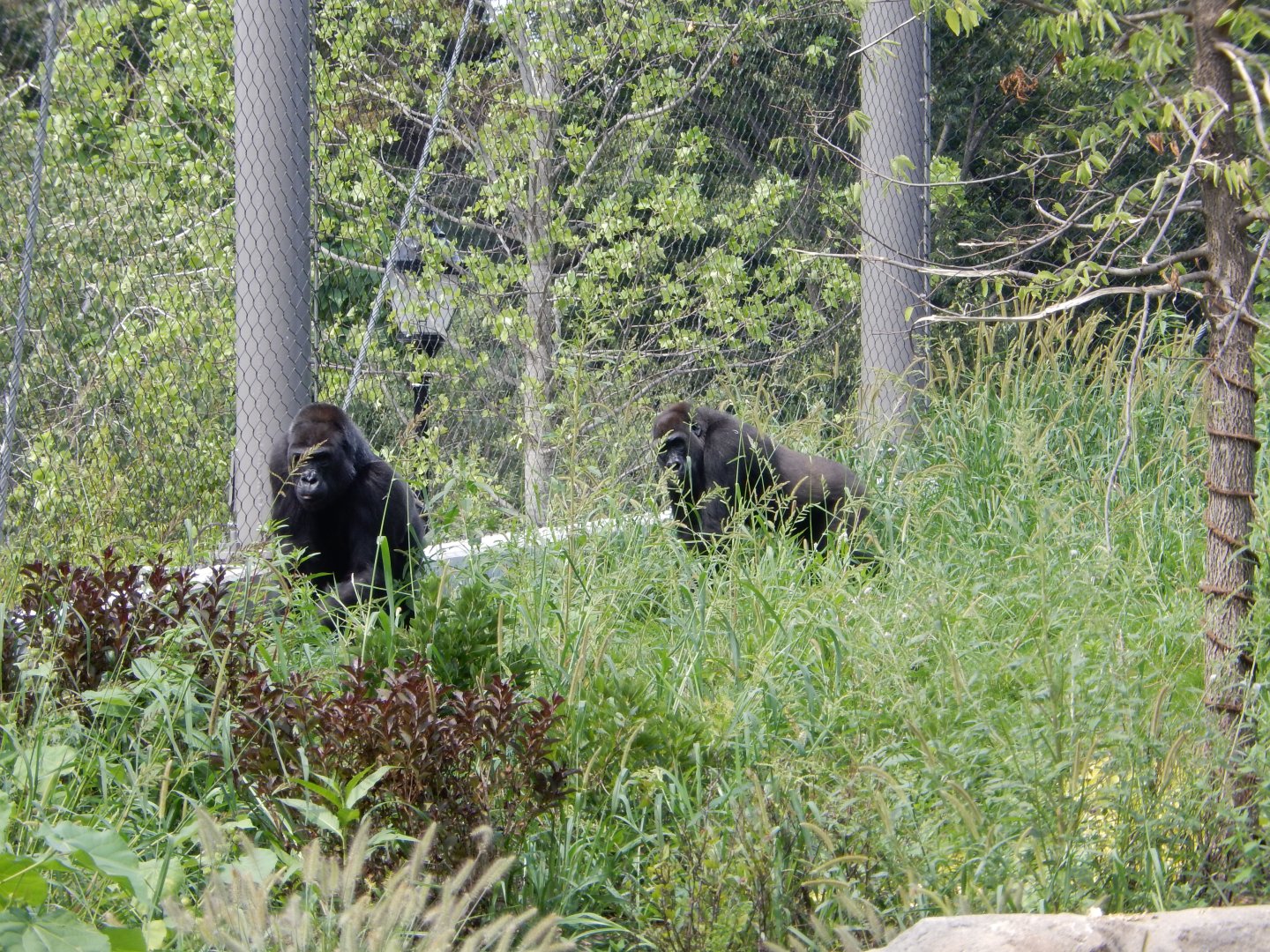 8/16/2025 - Gorillas Amongst the Greenery