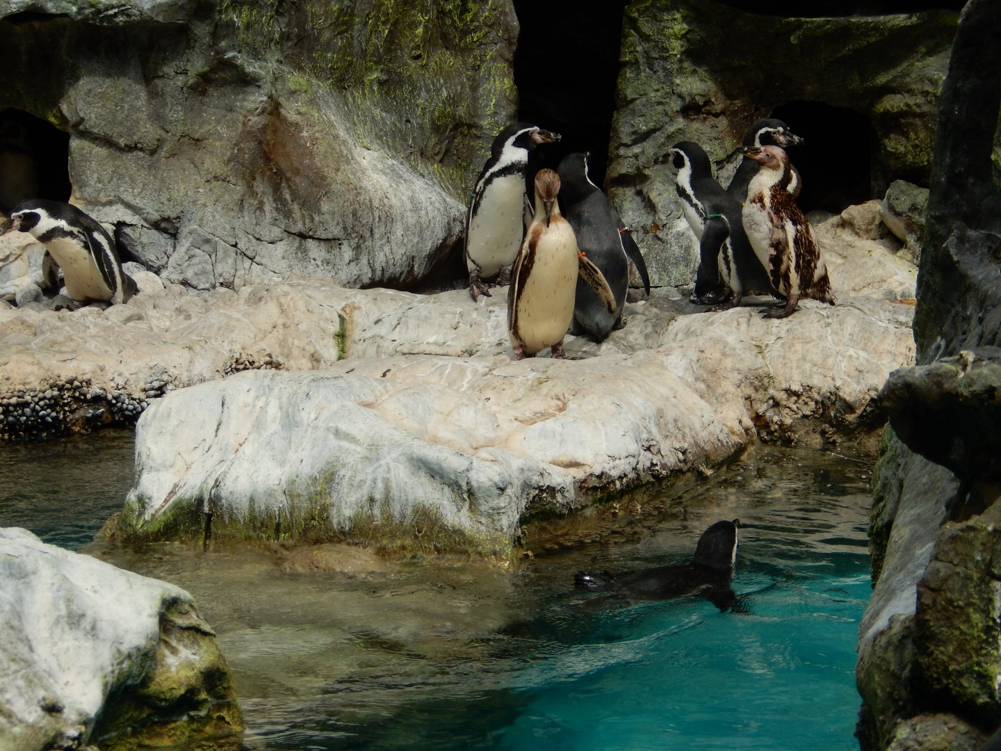 8/16/2025 - Humboldt Penguins