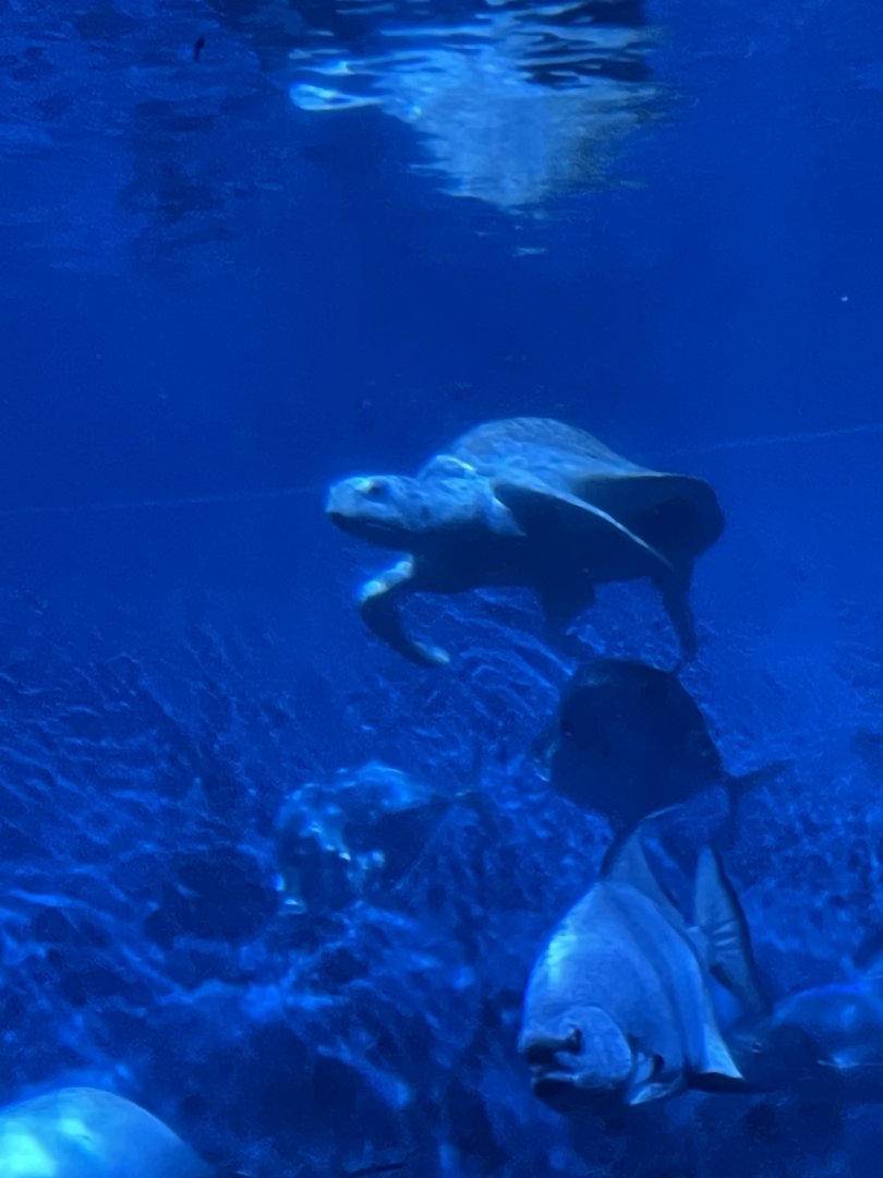 8/16/2025 - Kemp’s Ridley Sea Turtle