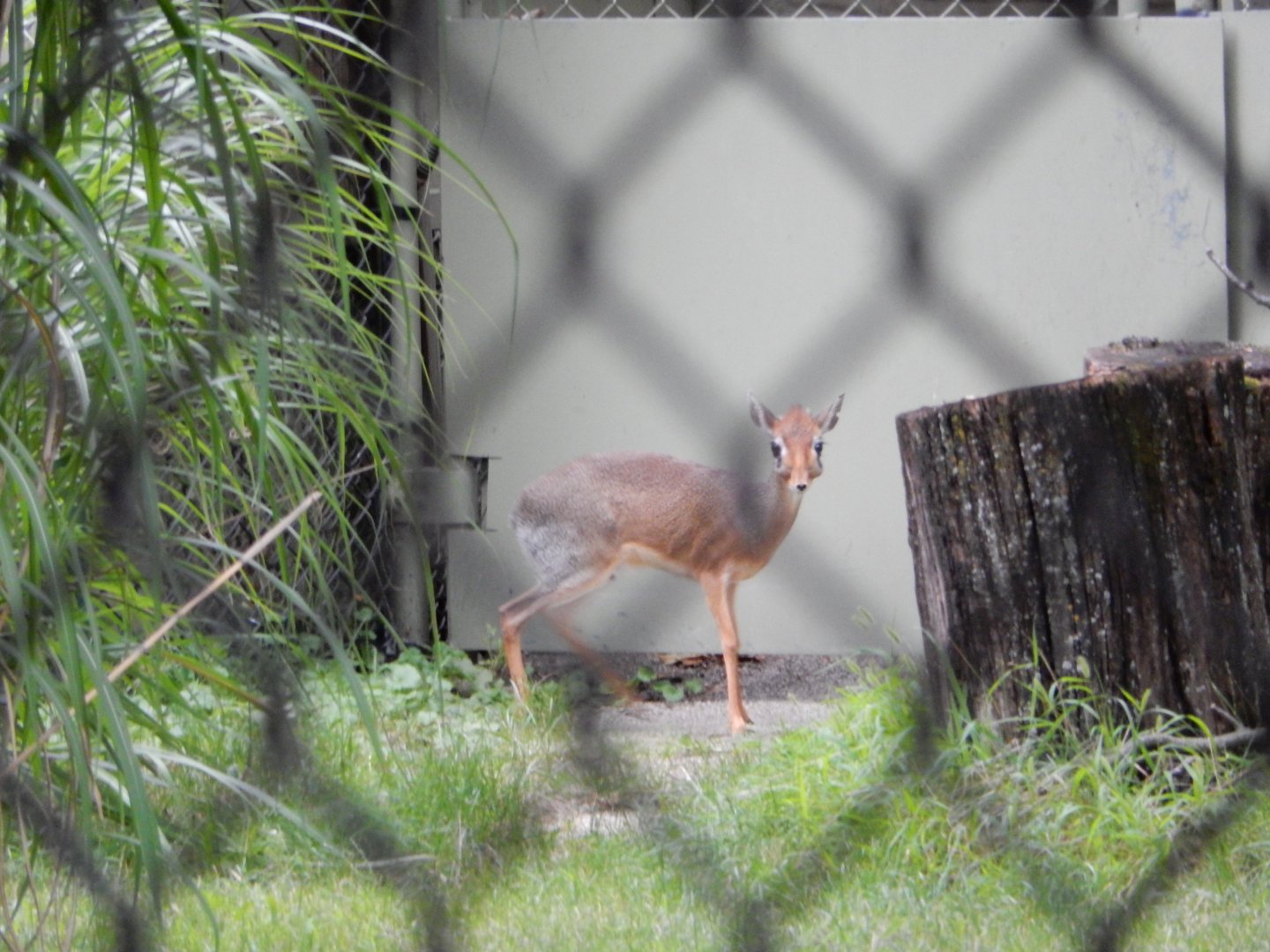 8/16/2025 - Kirk's Dik-Dik