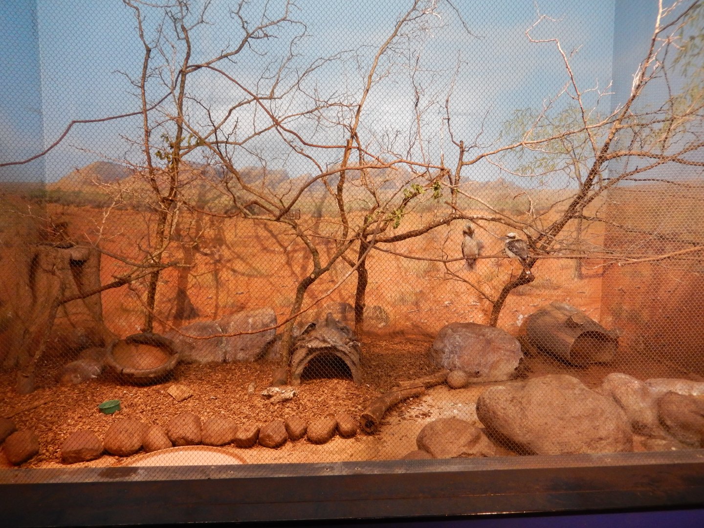 8/16/2025 - Kookaburra & Short-Beaked Echidna Habitat