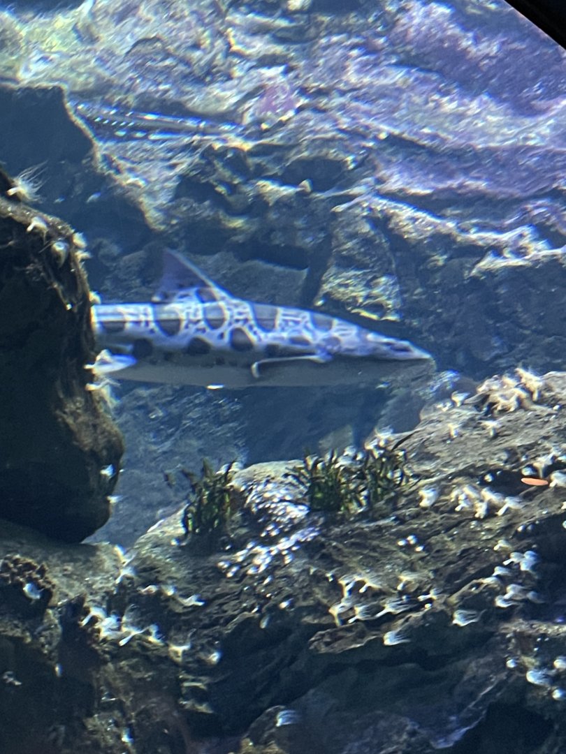 8/16/2025 - Leopard Shark