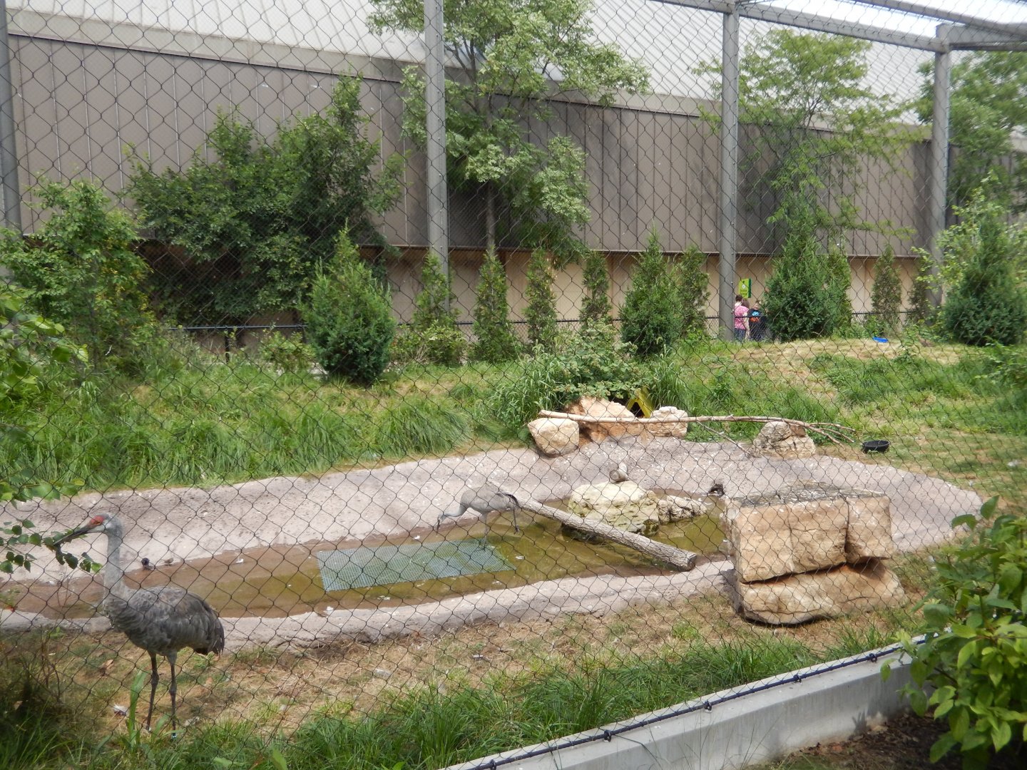 8/16/2025 - North American Prairie Aviary