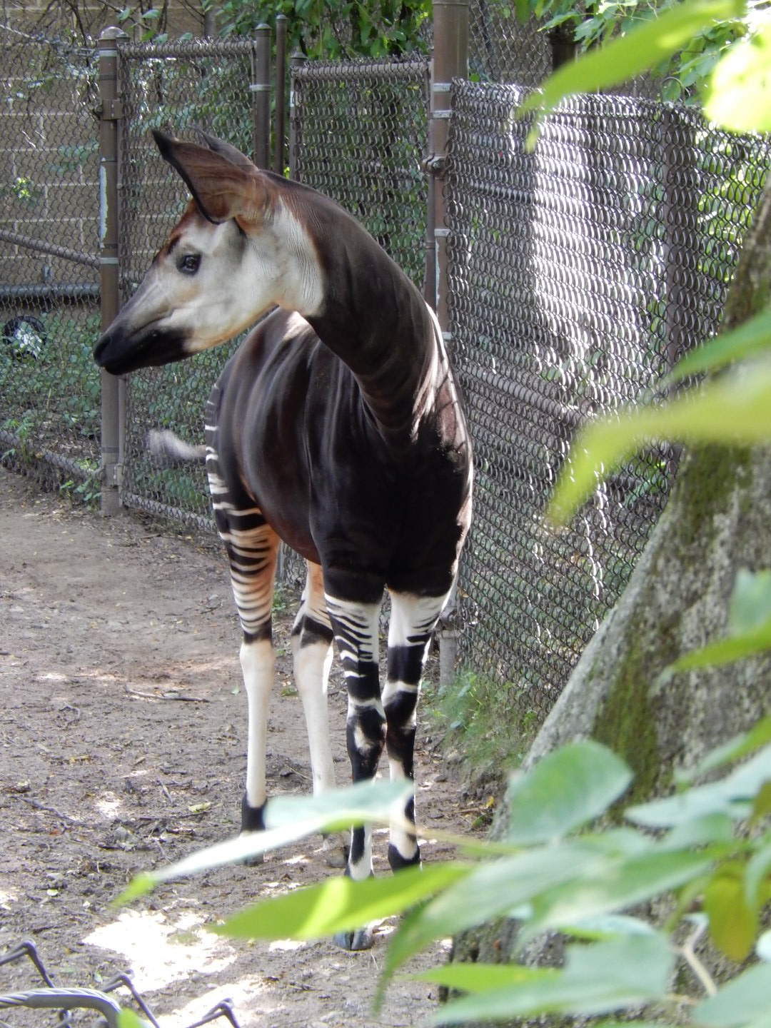 8/16/2025 - Okapi
