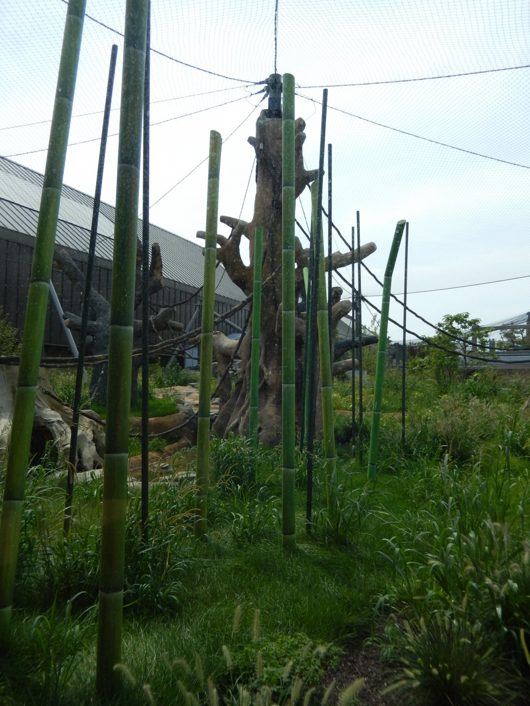 8/16/2025 - Orangutan Habitat