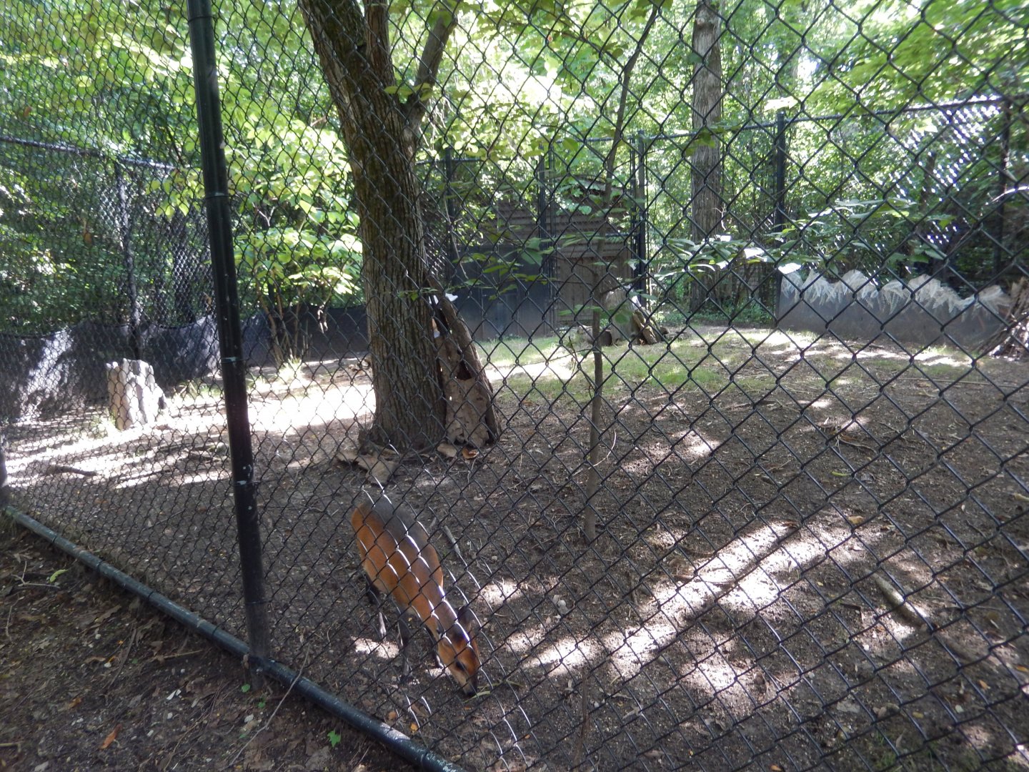 8/16/2025 - Red-Flanked Duiker Habitat