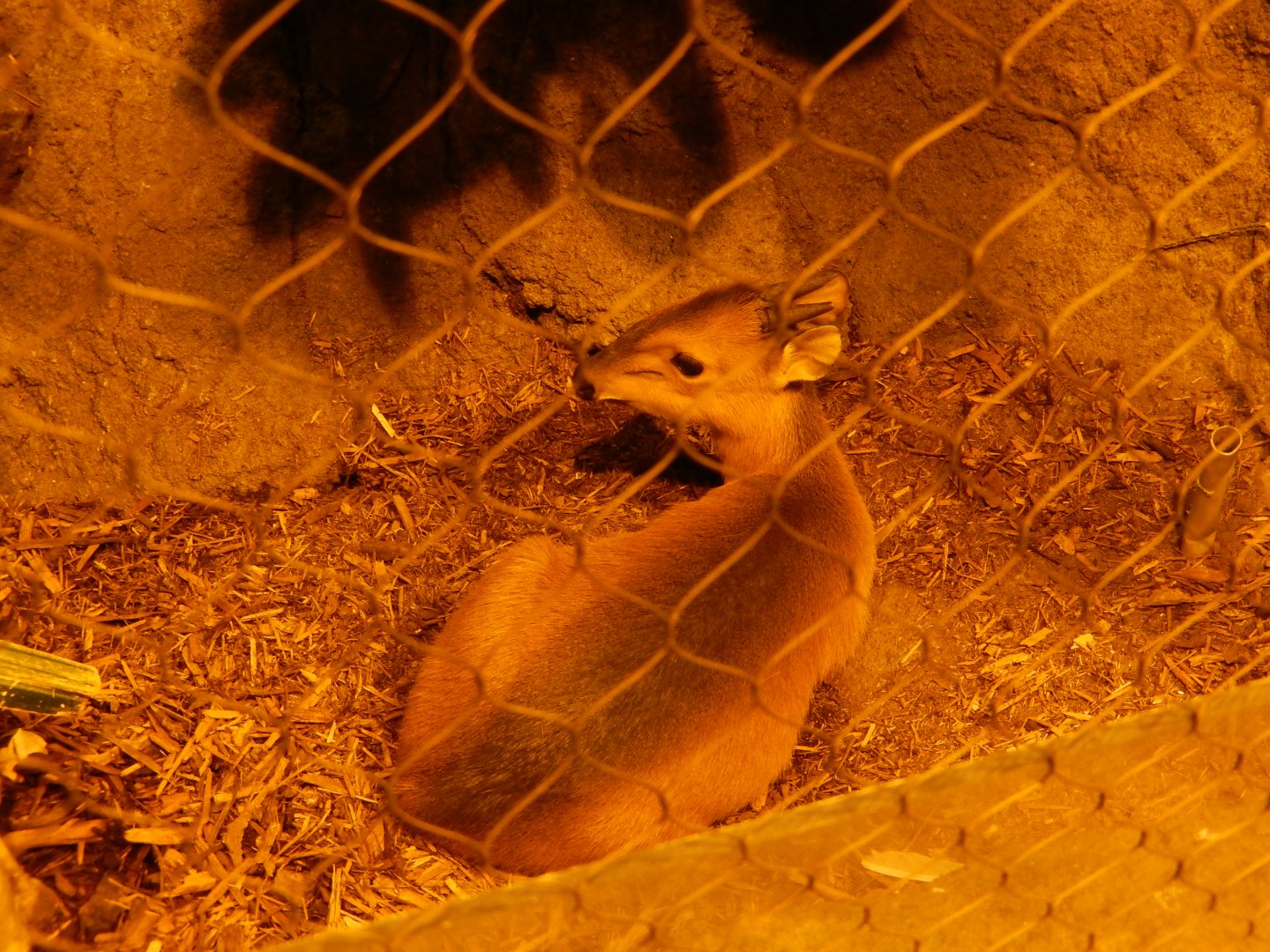 8/16/2025 - Red-Flanked Duiker